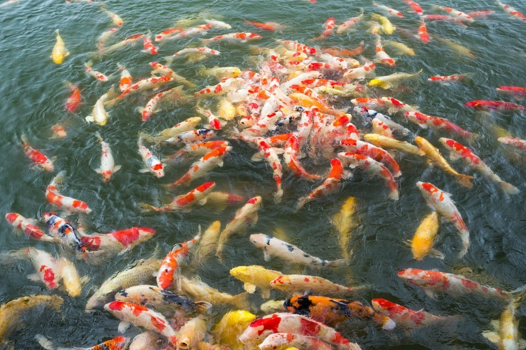 Feeding fish carp in pond