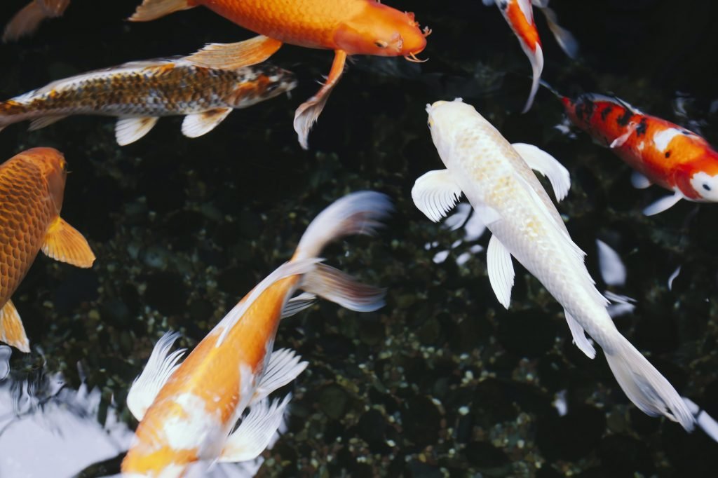 Koi fish in a pond, in Seattle city.